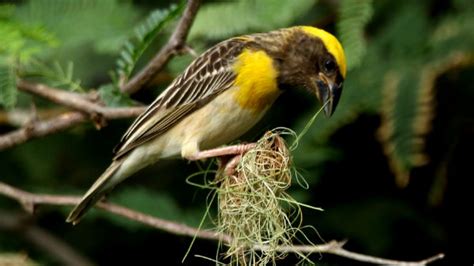  The Wonderful Weaverbird: A Bird Who Dreams of Silk And Threads!