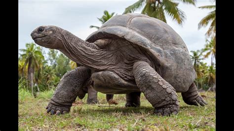  “The Talking Tortoise” Unveiling Ancient Wisdom Through Shell and Song!