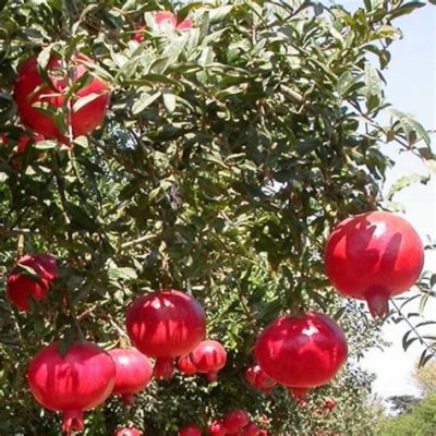  「The Wonderful Pomegranate Tree」探索愛情、犧牲與魔法的古老故事！